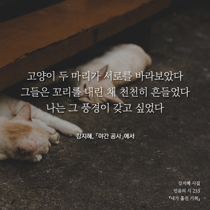 minumsa_books's tweet photo. 고양이 두 마리가 서로를 바라보았다/그들은 꼬리를 내린 채 천천히 흔들었다/나는 그 풍경이 갖고 싶었다/현기증이 났다/불편한 곳에서는 이제 그만 자고 싶다/추락의 끝에서 나는 깨달았다/어깨까지 들썩이며 울고 있었다/짐승은 나였다 #강지혜 #야간공사 https://t.co/sgjLwuhLEI