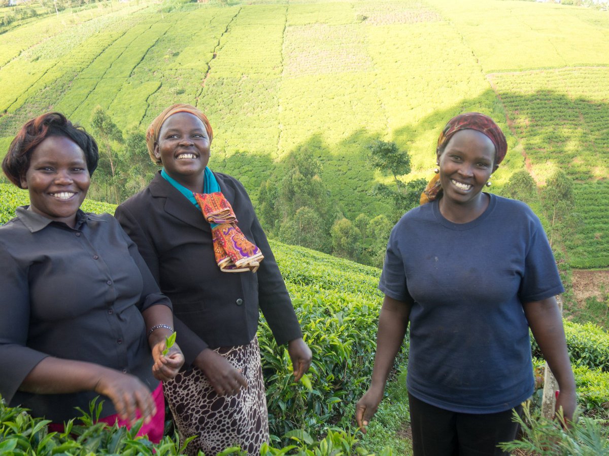 YorkshireTea's tweet photo. We've always tried to be good to tea growers and kind to the planet. Today that was recognised with a Queen's Award: https://t.co/gRzC38qxCB https://t.co/UnCBGhBauX
