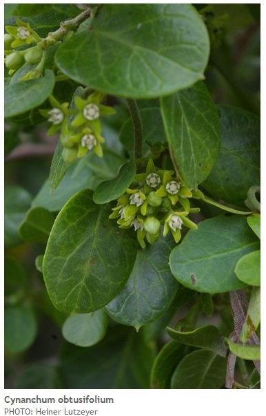 TheFynbosTrail's tweet photo. #FynbosFact Aptly named monkey rope, Cynanchum obtusifolium, is a wiry climber with a toxic milky sap & hairy seeds dispersed by wind. https://t.co/L7zO6aTWCo