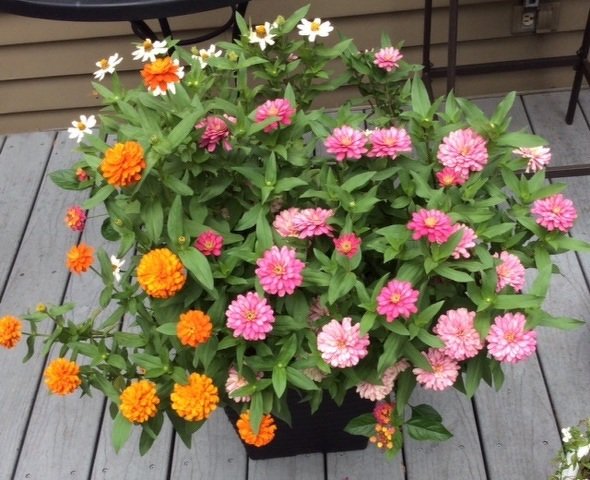 rainfordturf's tweet photo. From organic #weed control to using flowers to deter pests, go to https://t.co/6bf6xAaxY2 for top #gardening tips this #Spring!
#gardenchat https://t.co/OvWjZwE9B3