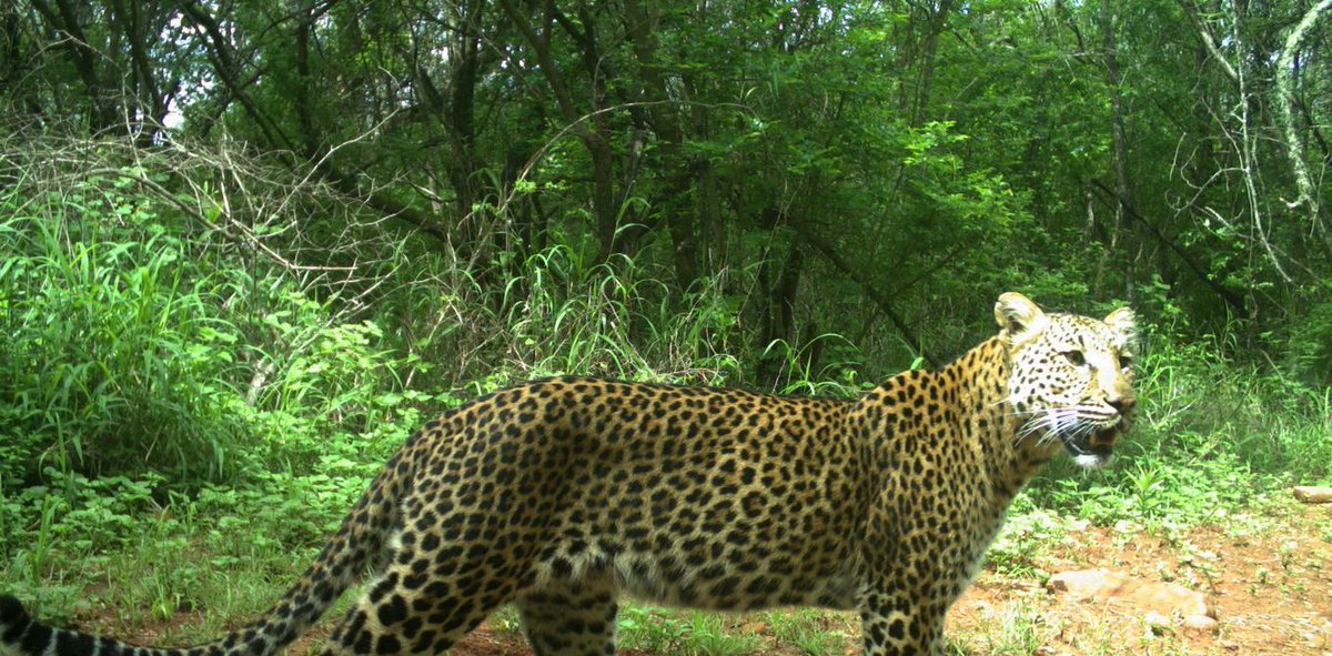 envirojobs's tweet photo. #Leopards need maximum protection: this includes banning trophy hunting https://t.co/L29caUCvAN
#extinctionisforever https://t.co/jHiRwqExwA