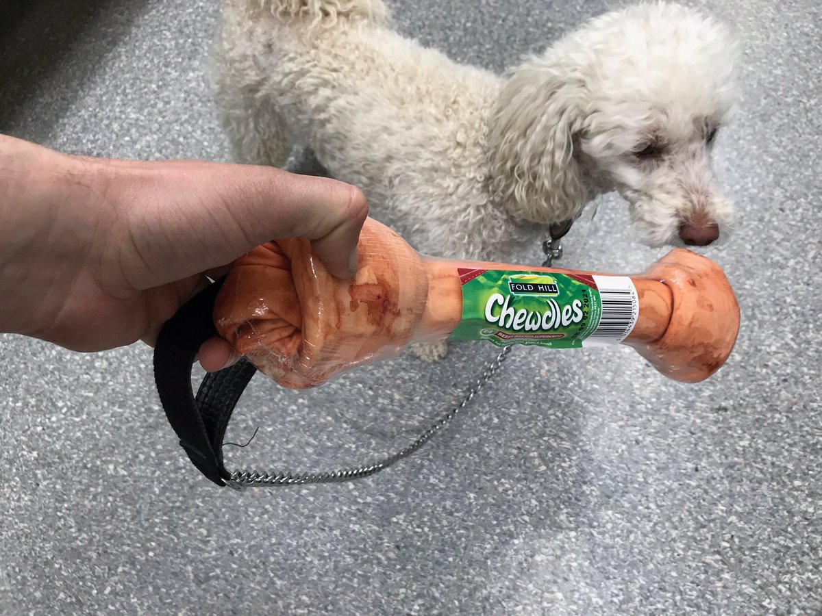 CaroGreener's tweet photo. Hopefully a chewdles that is bigger than himself will keep him occupied #peglegted https://t.co/Jl3yrXvOWW