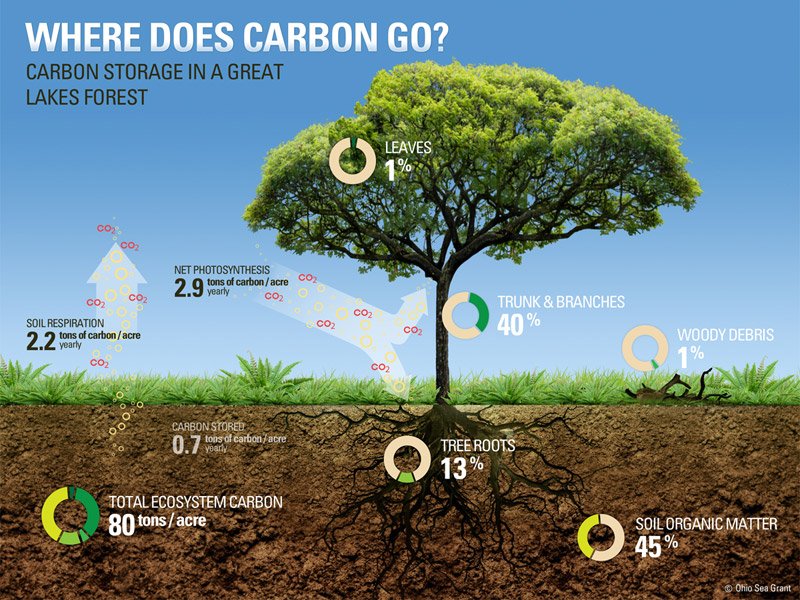 kev_reeder's tweet photo. #WhyForests? It's only proven #carboncapture & storage technology: for 30% #GHG emissions @FrancesJSeymour @regnskogfondet https://t.co/OEVH8T1Q0d