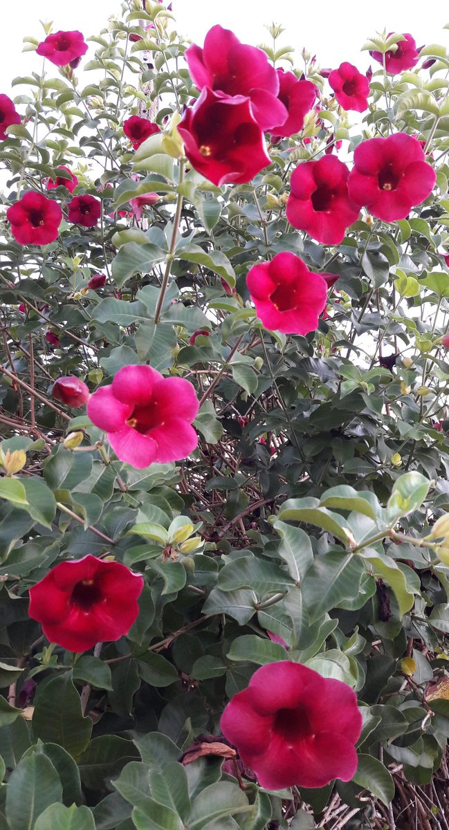 aluizionassi's tweet image. Obrigado Deus Pai generoso por mais um dia que começa!
Bom dia à todos!!!

#Roraima_SemIgual 
#Fazenda_SantoAntonio