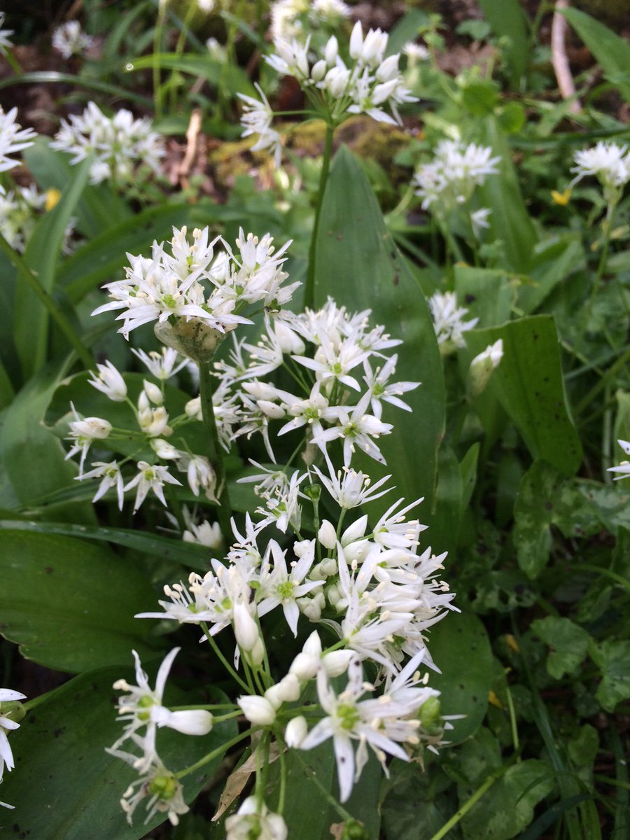 wildeastdevon's tweet photo. This weekend have a look for bluebells &amp; wild garlic with lovely white flowers, the smell of both is amazing! @VisitDevon @heartofdevon https://t.co/ek5Fy6sBgt