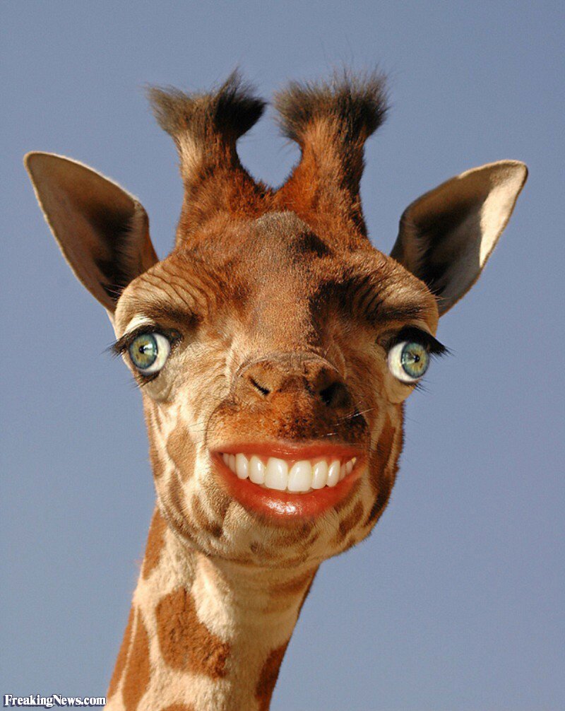 Q103FM's tweet photo. Giraffes have the same number of teeth as humans. #5RandomFacts
 #CrawdaddyTaiterMandy
 LISTEN: https://t.co/dqFYePGCJ1 https://t.co/WiIaYiEbqb