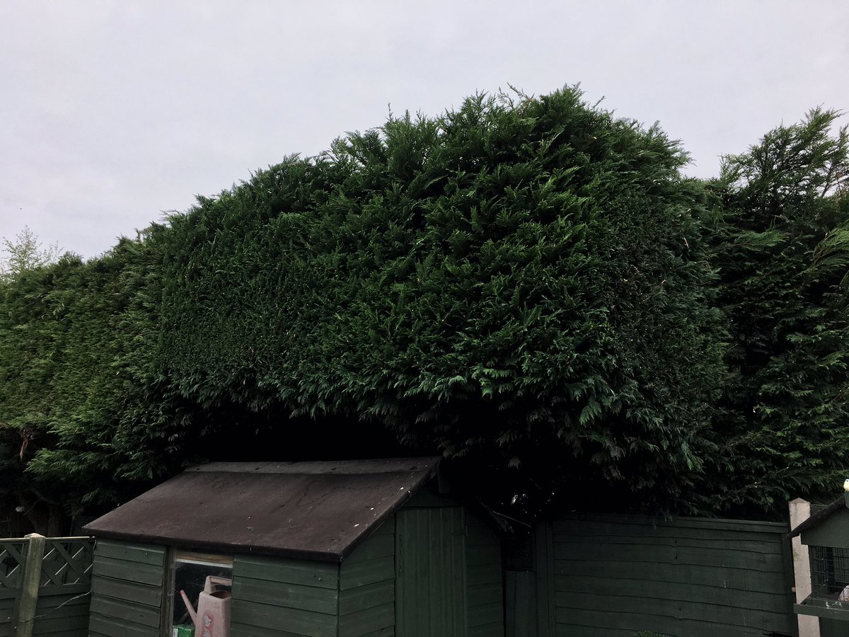TheTeffan's tweet image. 🤔 Quite often I have thought to myself... I should cut hedges after destroying my body working countless hours at insomnia ✂️🌳 #wtfamidoing