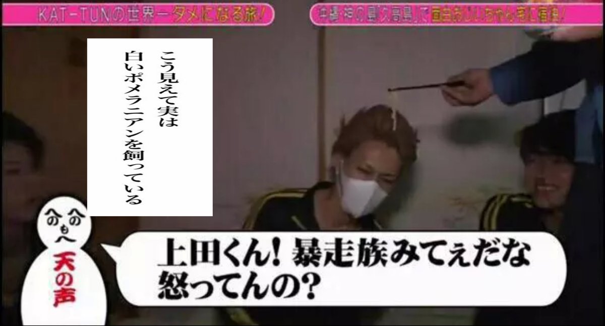 実は白いポメラニアンを飼っている上田くん