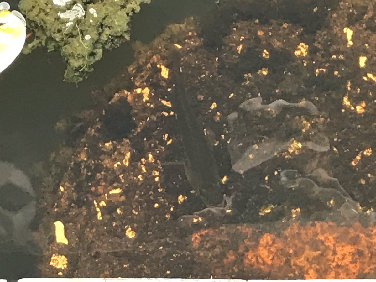 VinceScience's tweet image. Fish #sheldonlake #HMSScience