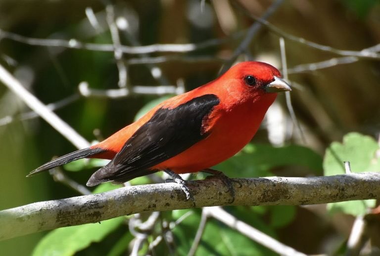 DrBirdCast's tweet photo. Our regional migration forecast is out and includes our thoughts on this weekend's Gulf Coast situation https://t.co/BrWpszg9Rg https://t.co/PKHEXabHrr