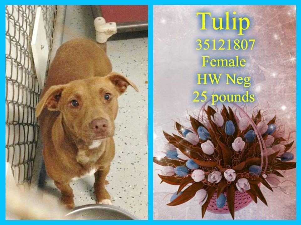 FriendsOfDuplin's tweet photo. HOORAY🎉
🌷TULIP 🌷 WAS #RESCUED💔
#PUPPY #DOGSOFTWITTER
#ILM #NC🇺🇸
#DUPLIN #DUPLINAC 
➡️https://t.co/kjmK4T0IB8 https://t.co/CaoWkgxDNL