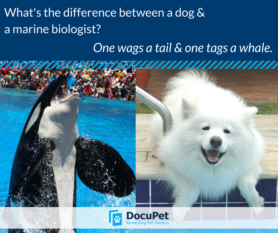 DocuPetWDSPCA's tweet photo. Whales don't need DocuPet tags 🐋  ❌
But our furry friends sure do! 🐱 🐶 ✔️
Licence your pet with the @wellandspca @ https://t.co/a3SIjmSAYm https://t.co/kbHurHFvMX