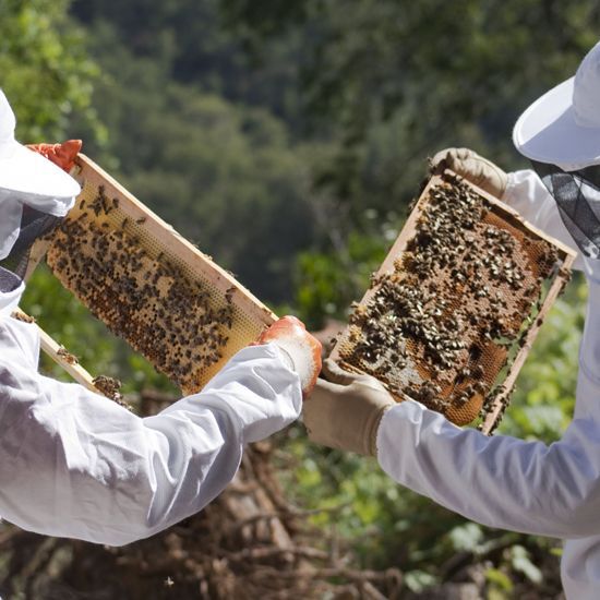 Beeginning with Bees #podcast #bees