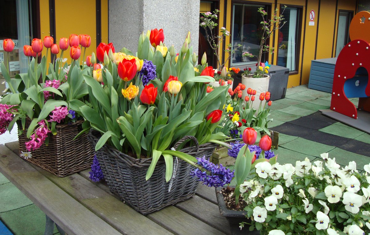 Dankzij CNB, <a href="/visitkeukenhof/">Keukenhof</a> en <a href="/LCaanzee/">Ladies' Circle 52</a> staat de buitenruimte van de Daktuin er dit voorjaar wel héél erg fleurig bij. #Blijmee!