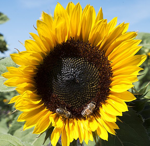 Mature Sunflower Images, Stock Photos Vectors