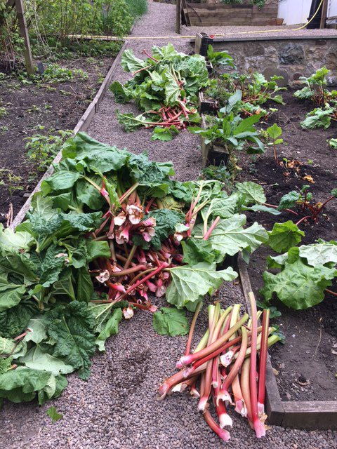 Continibites's tweet photo. A rainbow of rhubarb. Good harvest Victor. #ContiniKitchenGarden heading to #ContiniGeorgeSt https://t.co/zyg67ZZRws