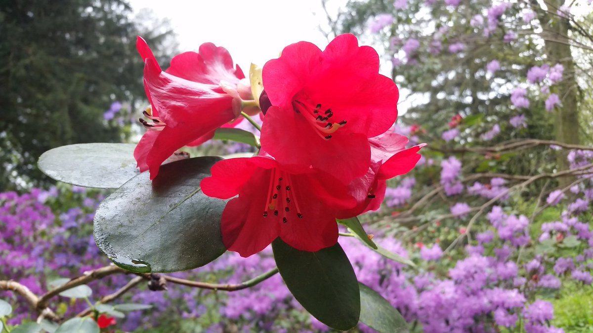 Rhododendron tomsonii.  What a beauty!! #dorset #gardens #historicgarden #FridayFeeling @The_RHS @RHSPressOffice  #rhspartnergarden