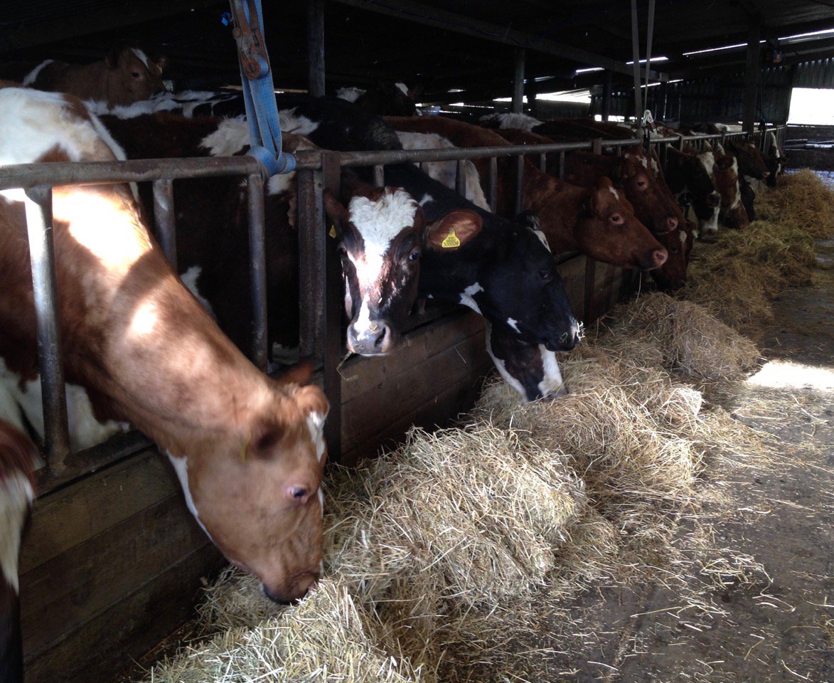 BarwheysDairy's tweet photo. Tomorrow is #rawmilkappreciationday . Support the few remaining Scottish raw milk cheese producers by liking/retweeting/sharing our posts. https://t.co/4gAdgaMh89