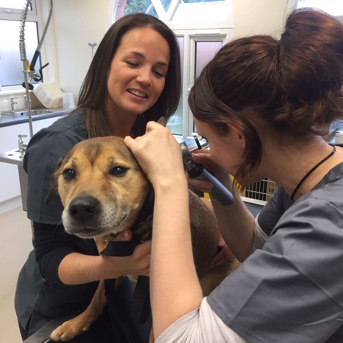 OldRegistryVets's tweet photo. Buster getting his ears checked whilst little Sebby just enjoyed the attention. #dogsoftwitter https://t.co/tbtvbHZBuD