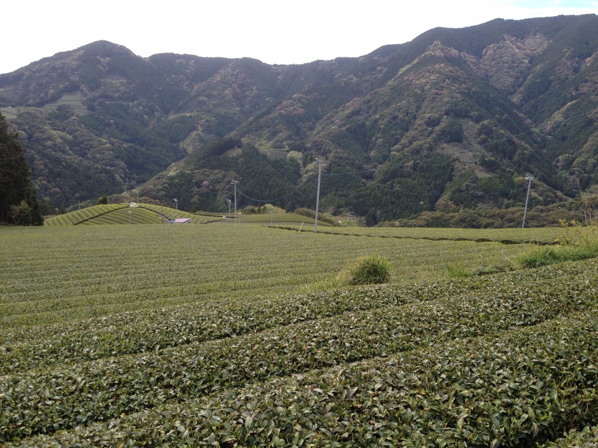 NaturaliTea's tweet photo. Just finished the preparation for tomorrow's tea harvest event.
But the tea field is not ready to be harvested!!
#OrganicTea #MountainView https://t.co/h82jsSknN6