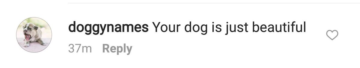 Spandogee's tweet image. #itsabike #notadog