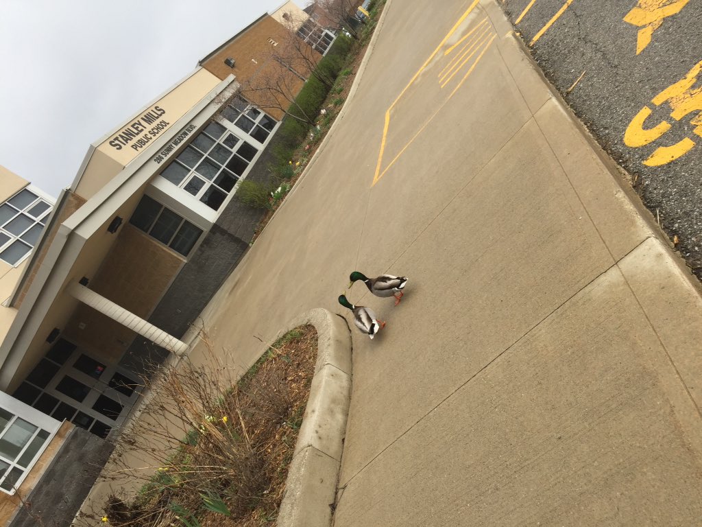 deannefong's tweet photo. Even the ducks want to come learn @stanleymillsps #SpringHasSprung @PeelSchools https://t.co/TMiC8BA8rM