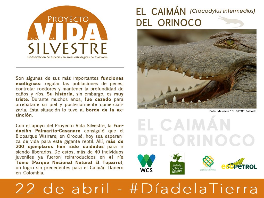WCSColombia's tweet photo. El caimán llanero es uno de los reptiles más amenazados del mundo. Mañana 22 de abril, todos a celebrar el #DiaDeLaTierra #CicloSiete https://t.co/v13yxzJ6FE