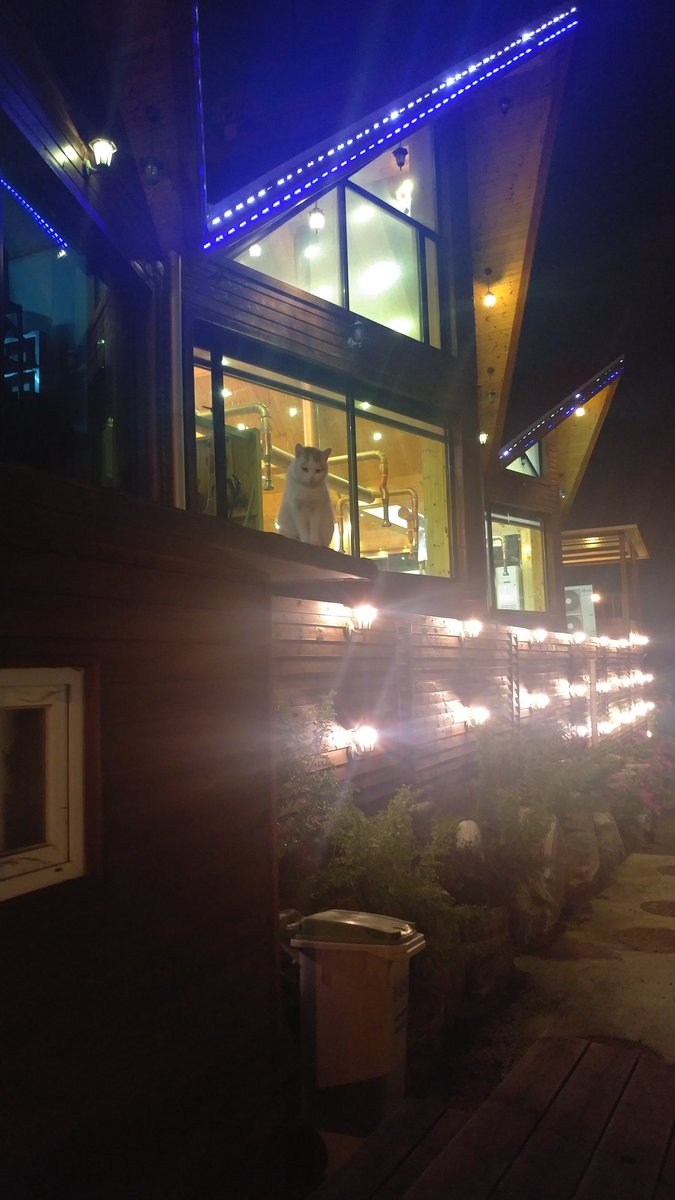 태강이 지켜보는 하양이 
태강이는 모름 😐