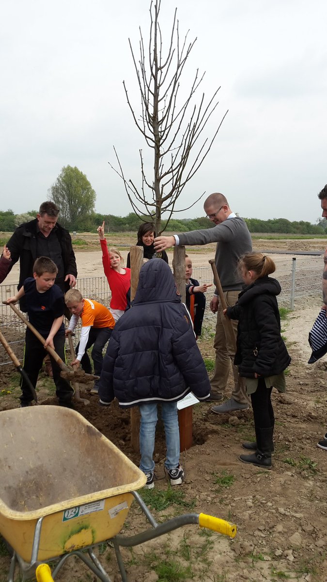 Vandaag heeft groep 5 twee linde bomen gepland.  Veluwonen bedankt! # Veluwonen