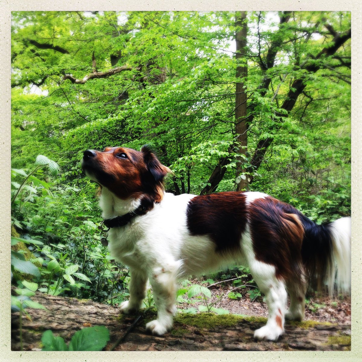 Restorative walk in the woods with this little beauty. #scrumpy #forestmedicine