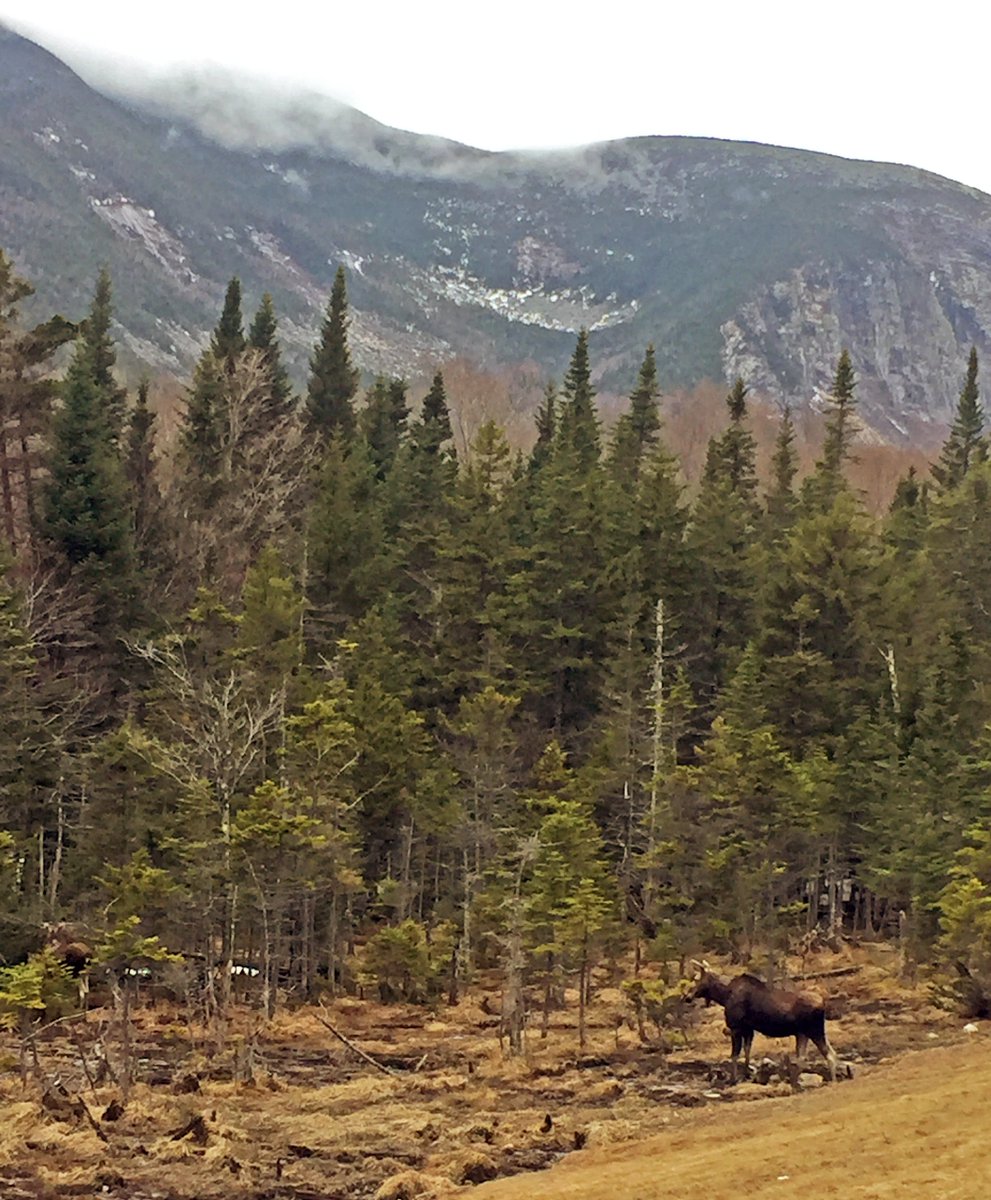 bretton_woods's tweet photo. Spotted yesterday in Franconia Notch on the way here! #dayatthewoods https://t.co/7Jo5CHJhTl