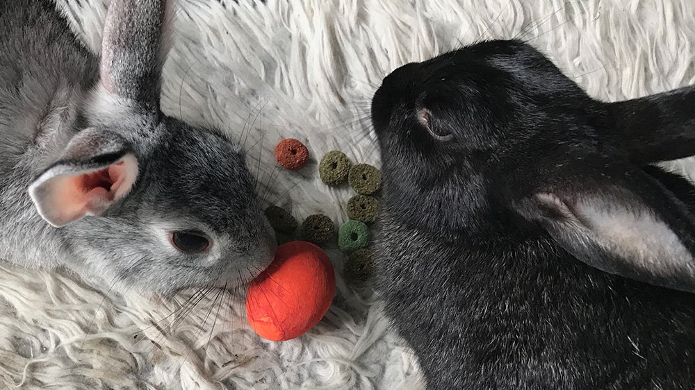 RemRecNet's tweet photo. Ah, fluffy bunnies… just to take our minds off the hell that is the world today! #Flexitrailer #remoterecordingnetwork #klangöl #remotetaxi https://t.co/tYONdG7cIF