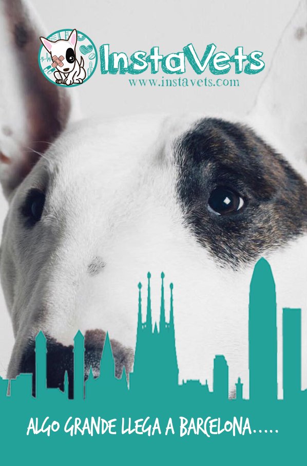 InstaVets's tweet photo. #InstaVetsBCN ya es una realidad! #veterinarioBCN #veterinarioadomicilio #Barcelona #mascotas #perros #gatos https://t.co/BhnXIxUmWt https://t.co/jXukt7hDPD