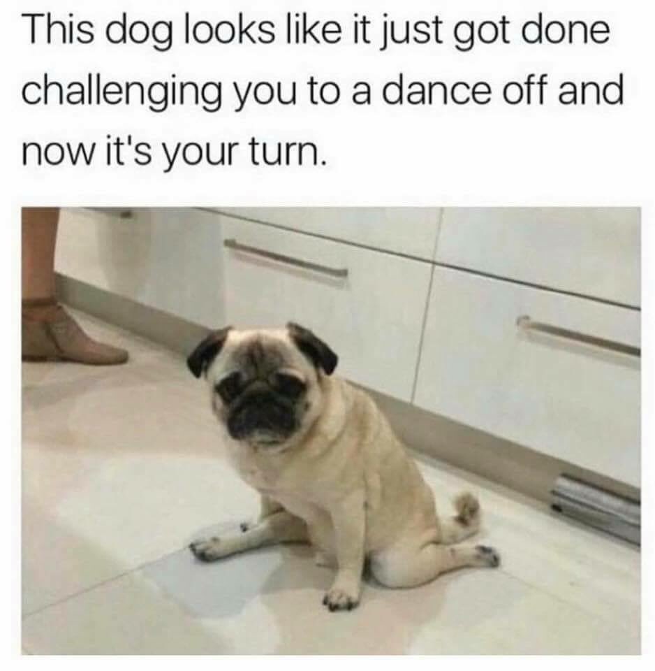 AndDoggos's tweet photo. https://t.co/UmrX7rhxBq