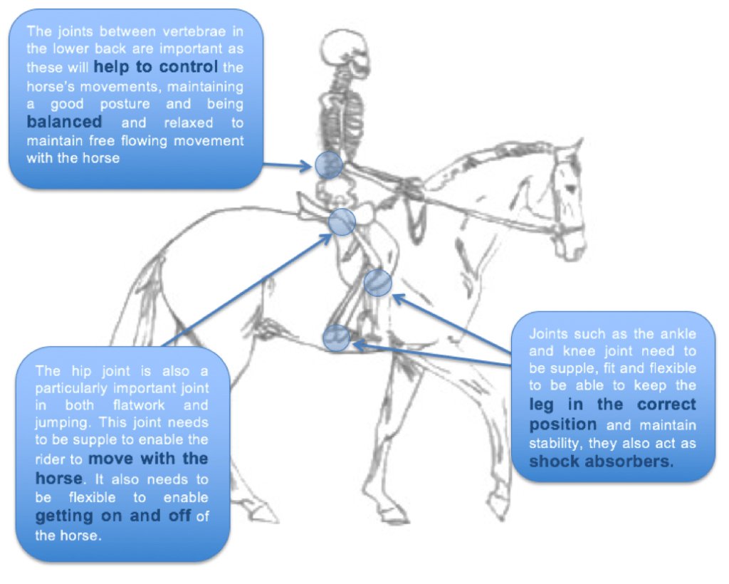 EquiFit_UK's tweet photo. Flexibility in horse riders https://t.co/X4VFWvqVGl https://t.co/m35D44MSjh