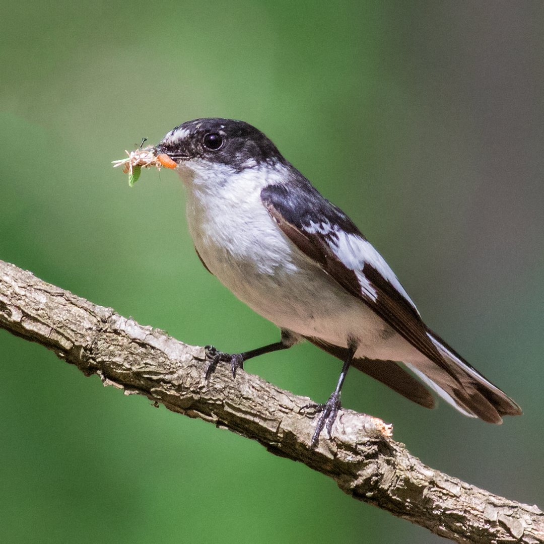 TWC_Wildlife's tweet photo. Extreme weather likely to accompany our changing climate will be exceptional challenge for migratory birds #WMBD2017 https://t.co/ft9DJ6Ki3N https://t.co/fkbJuxNAyf