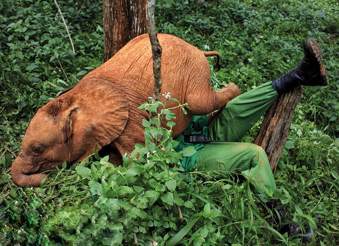 SheldrickTrust's tweet photo. Sneak attacks by enthusiastic baby #elephants are an occupational hazard of being a DSWT Keeper! https://t.co/KBurYD8sZH https://t.co/Ve3j6pYfAi