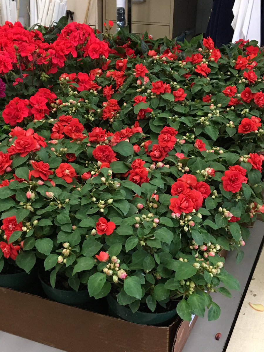 dbhs_ffa's tweet photo. Plant sale is in full swing but we still have lots of beautiful plants. Stop by the greenhouse and see what we have! #dbffa #onetribe https://t.co/mkJ73O9F8I