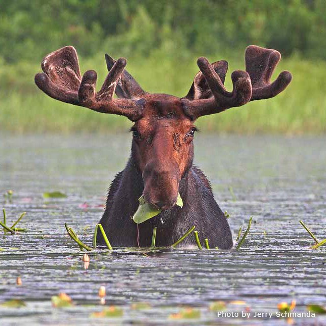 sj_becker's tweet photo. Thursday MOOSE at #NoQuitlam ❤️ @MegsCahill @BubbaBordignon 🦄@KookyZhangBell 🦊 @andrewhegedus @rmtrevororourke @SY_Roadtrip 👩🏼‍🎤@ivanmann77 https://t.co/NERUhSycCp