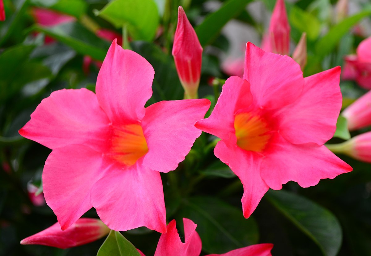 RioDipladenia's tweet photo. Beautiful Rio Raspberry Splash is new in Canada this spring! #raspberrysplash #riodipladenia #tropicalgardens https://t.co/cuiRg4nW4P