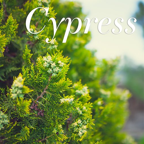 AAmenities's tweet photo. Cypress has a sedative properties.Lavender reduces stress.Sweet Orange aids in relieving anxiety.Neroli relieves insomnia.#sweetdreams https://t.co/OY3byNwiDE