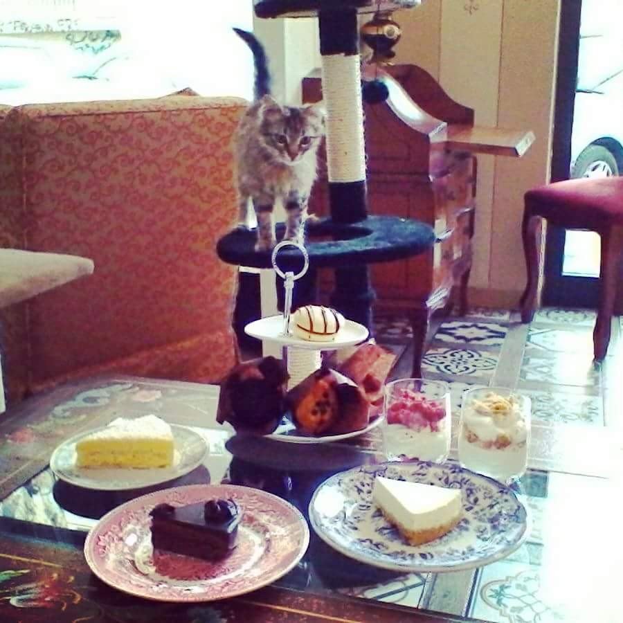 neromiciok's tweet photo. #neromiciok #nekocafe #palermo #cats #bar #gatti #dolci #drinks #lovepets
Via Arimondi 71 https://t.co/eucDiYv0KA
