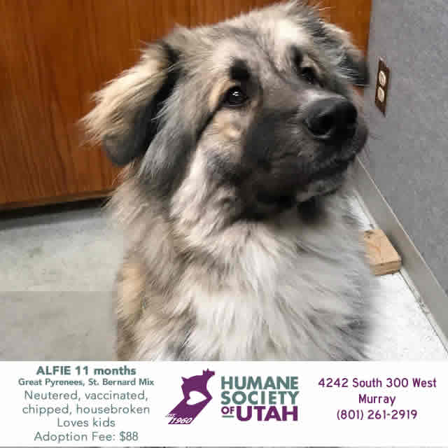 Z104Country's tweet photo. Alfie, our #utahhumane Pet Of The Week!  Adopt today!! Get a furever friend! https://t.co/yPWdMeyr8w