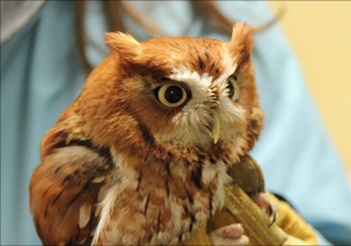 leesmcraebooks's tweet photo. Whooo knew? There's an online store for #LeesMcRae #WildlifeRehab apparel! Order online by April 30th - https://t.co/OUQmvqoPtI https://t.co/EYO6JlbBqw