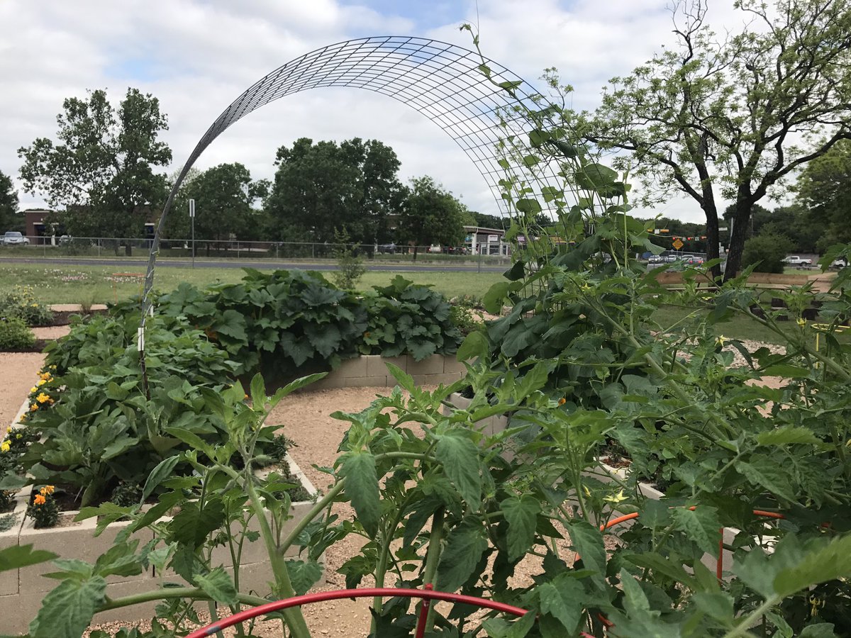 Spicewood Elementary (@spicewoodpyp) on Twitter photo Taking our #inquiry out to the #Teachinggarden today! This is what #authenticlearning #rrisdib looks like <a href="/SWE_PTA/">Spicewood PTA</a> <a href="/RoundRockISD/">Round Rock ISD</a> @JKimRRISD Taking our #inquiry out to the #Teachinggarden today! This is what #authenticlearning #rrisdib looks like <a href="/SWE_PTA/">Spicewood PTA</a> <a href="/RoundRockISD/">Round Rock ISD</a> @JKimRRISD
