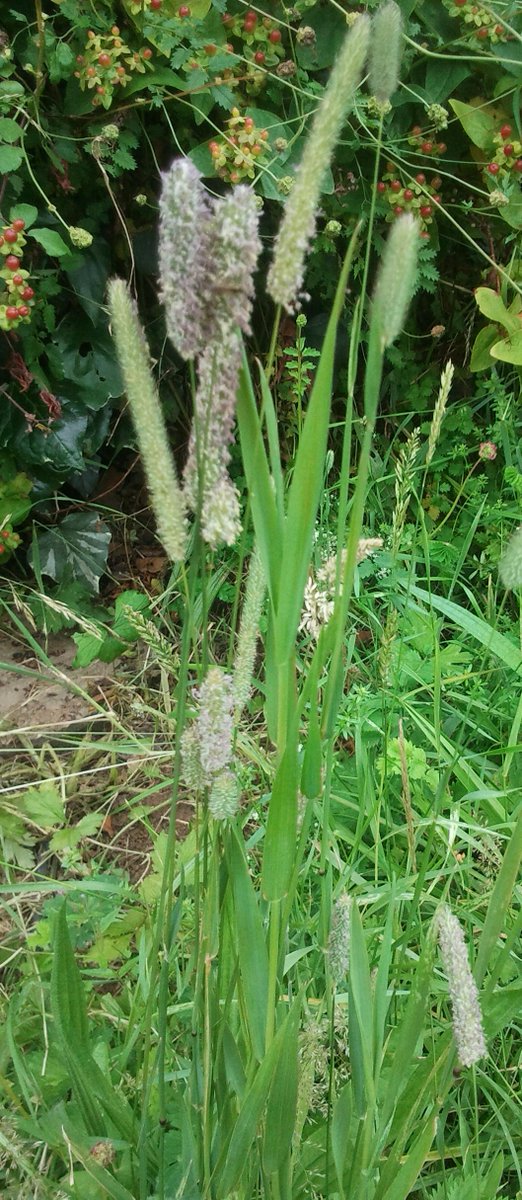 MatthewBowdish's tweet photo. Know your allergen: Timothy grass and pollen https://t.co/4yym6MNpBU
