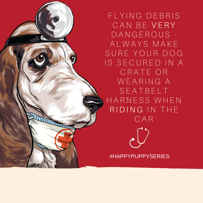 Here’s another tip from our #happypuppyseries! 🐶 🌸