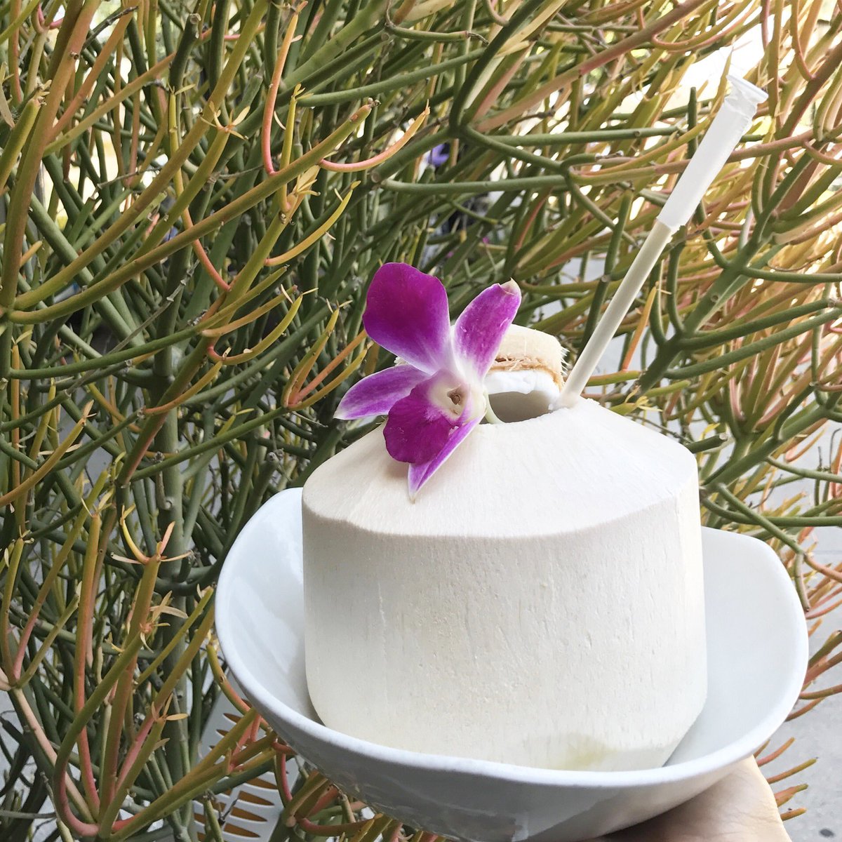 It's going to be a warm few days. Join us for fresh coconuts and refreshing cold noodle dishes.