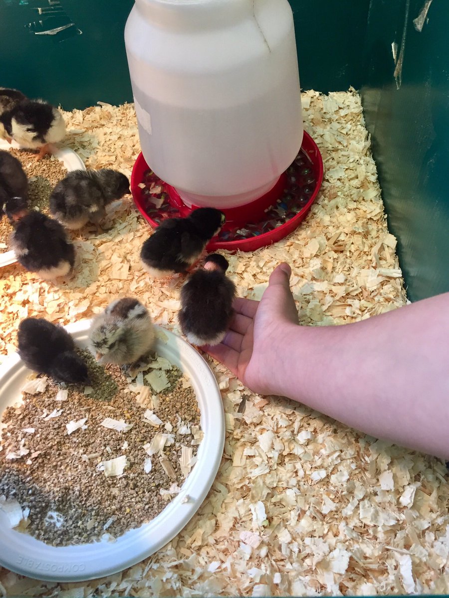 kelsi_ocsb's tweet photo. @MrsBSteps check out our @STSintermediate Ss w/ the chicks 🐥 Thanks @chayesocsb !! #thisishowwesel @McHughEduCentre https://t.co/ko1kxT9C0s