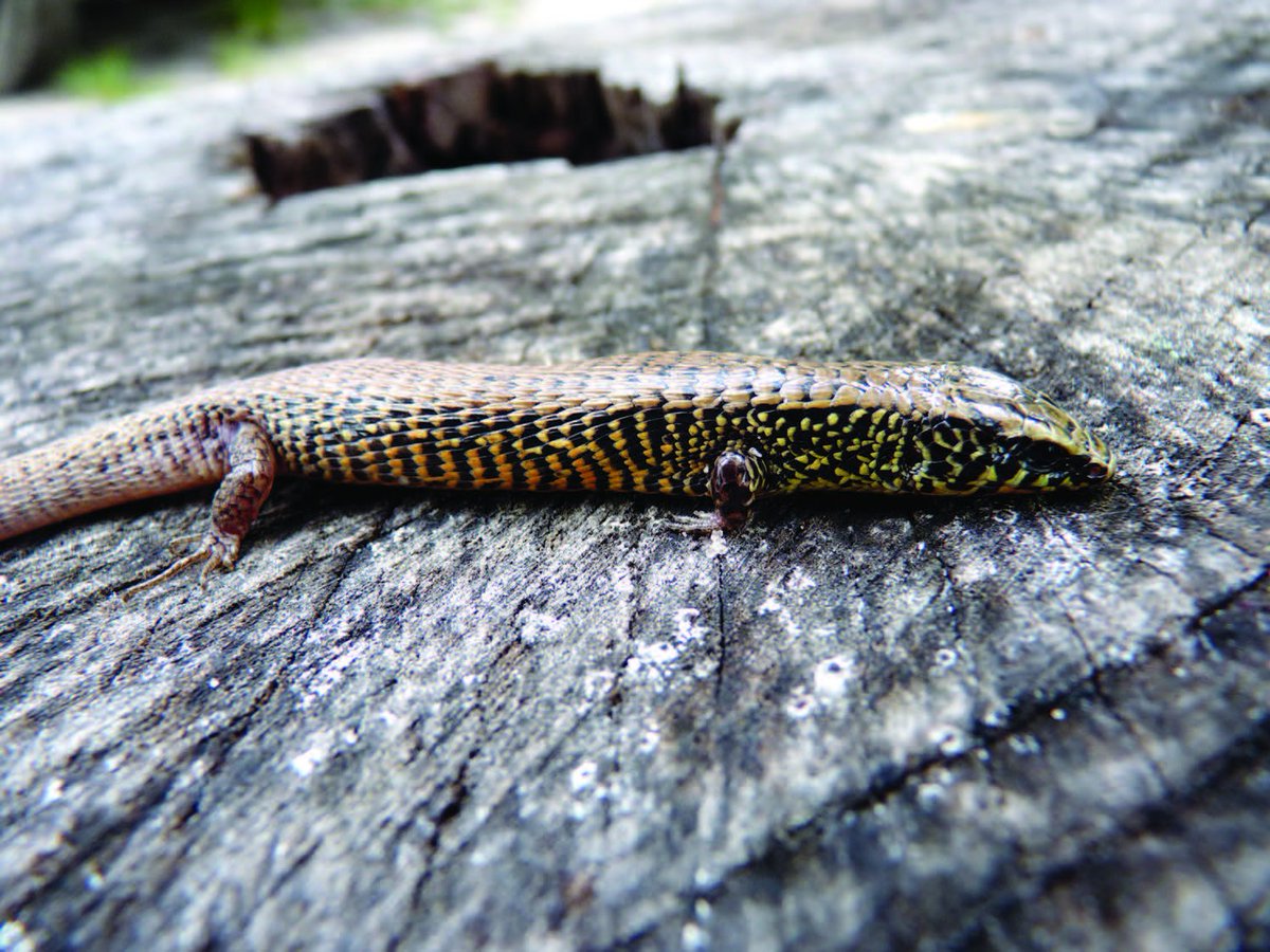 ZooKeys_Journal's tweet photo. #DNAbarcoding the Paraguayan #herpetofauna: New data & #neotype for a little known Neotropical lizard https://t.co/rgPFhPt22u #Reptilia https://t.co/I6CziLzmnP